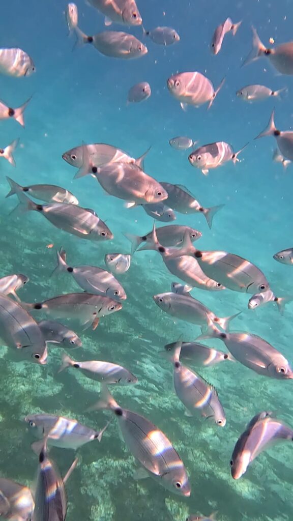 Fauna marina delle isole Egadi